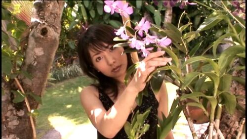 Amaryllis 石原あつ美